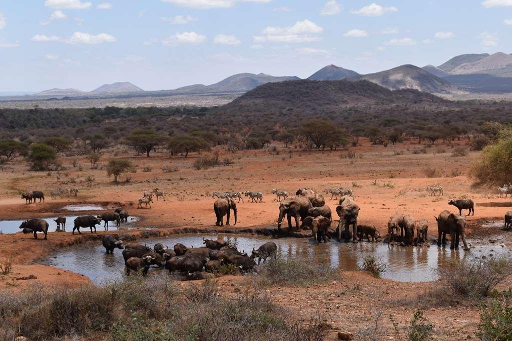 Kilaguni Serena Safari Lodge Tsavo Удобства фото