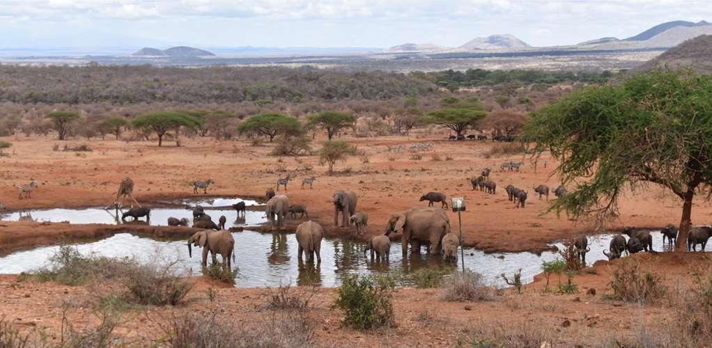 Kilaguni Serena Safari Lodge Tsavo Удобства фото